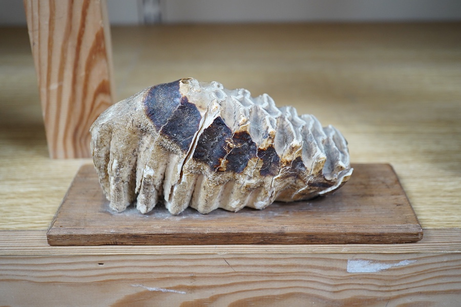 A junior Woolly mammoth tooth, mounted, 14cm excluding base. Condition - crack to one side, requires filling